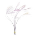 Очищенные Ости Перьев Veniard Ready Stripped Hackle Quills