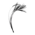 Очищенные Ости Перьев Veniard Ready Stripped Hackle Quills
