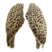 Крылья Самки Фазана Veniard Hen Pheasant Wings