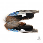 Крылья Сойки Veniard Blue Jay Wings