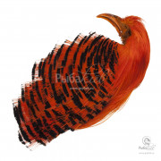 Скальп Золотого Фазана Veniard Golden Pheasant Complete Head Dyed