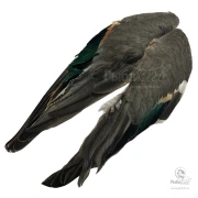 Крылья Чирка Veniard Teal Duck Wings