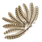 Перья Самки Охотничьего Фазана Veniard Cock Pheasant Wing Quills