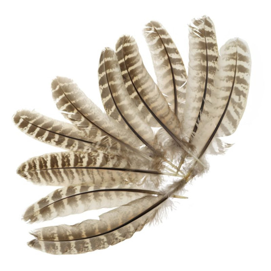 Перья Самки Охотничьего Фазана Veniard Cock Pheasant Wing Quills