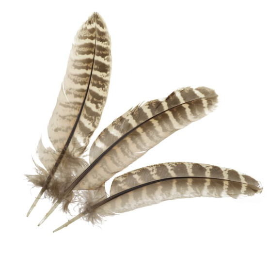 Перья Самки Охотничьего Фазана Veniard Cock Pheasant Wing Quills