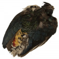 Шкура Алмазного Фазана Veniard Amherst Pheasant Body Skin