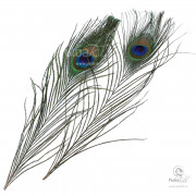 Перья Павлина Joyfish Peacock Eyes