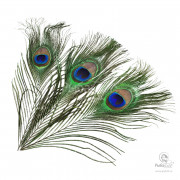 Перья Павлина Joyfish Peacock Eyes Premium