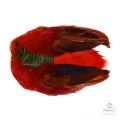 Шкура Золотого Фазана Veniard Golden Pheasant Body Skin