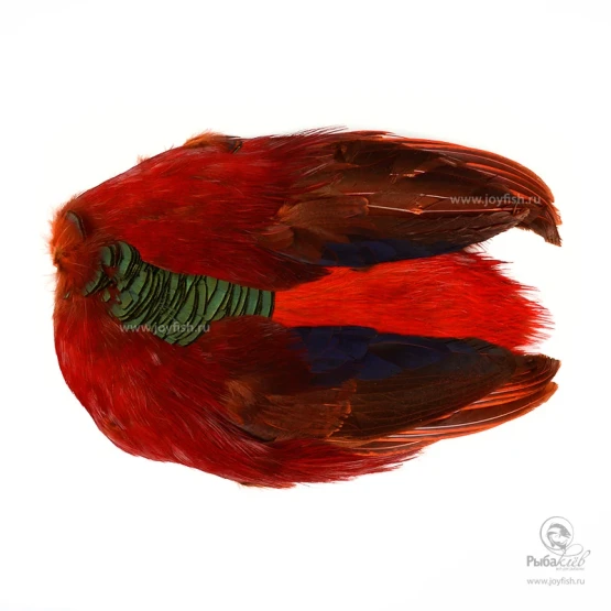 Шкура Золотого Фазана Veniard Golden Pheasant Body Skin