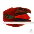 Шкура Золотого Фазана Veniard Golden Pheasant Body Skin