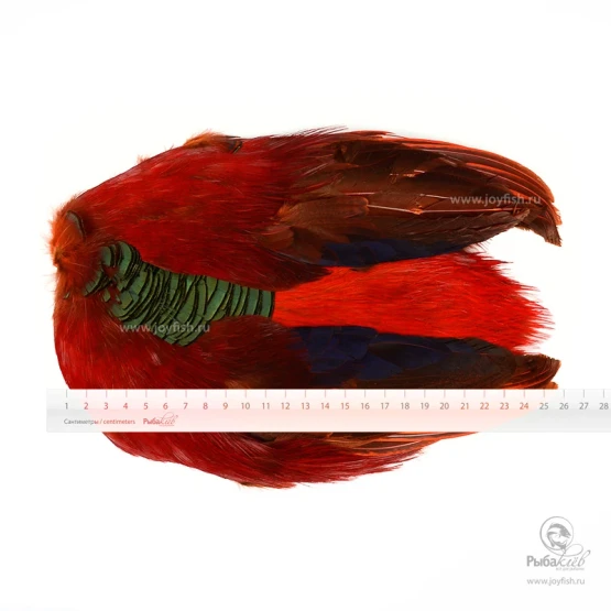 Шкура Золотого Фазана Veniard Golden Pheasant Body Skin