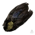 Шкура Золотого Фазана Veniard Golden Pheasant Body Skin