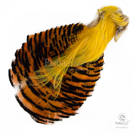 Скальп Золотого Фазана Veniard Golden Pheasant Complete Head (Grade 2)