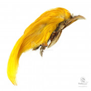 Гребень Золотого Фазана Joyfish Golden Pheasant Crest Only
